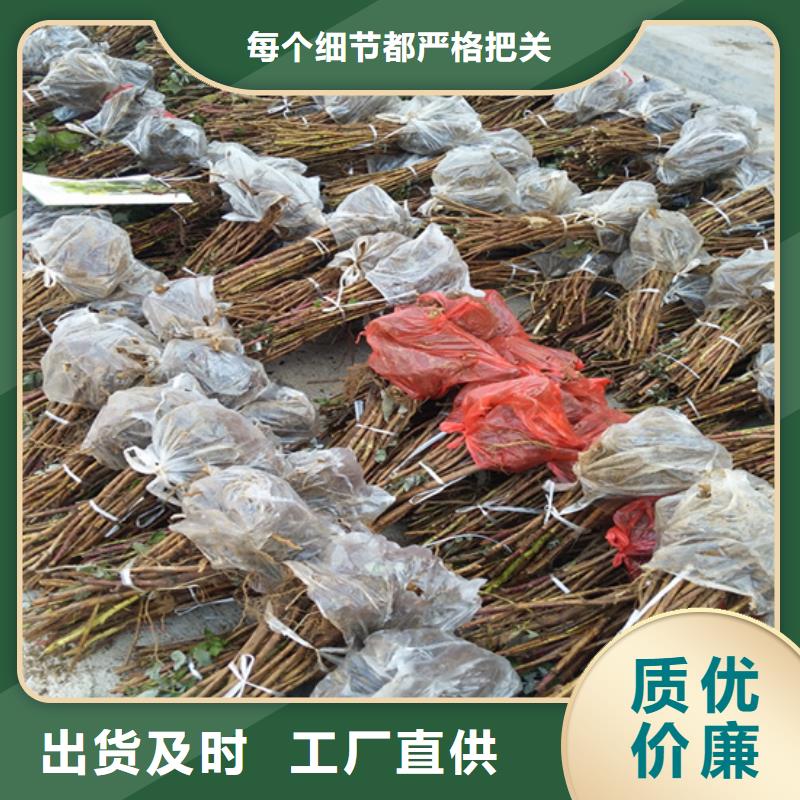 樹莓板栗苗廠家型號齊全