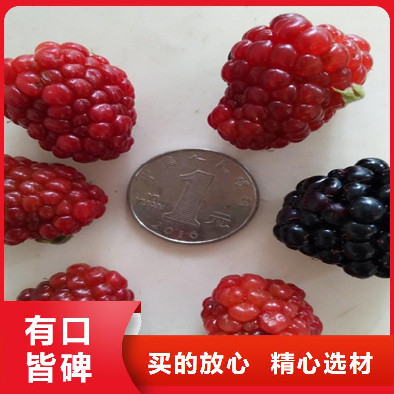 樹莓蘋果苗做工精細
