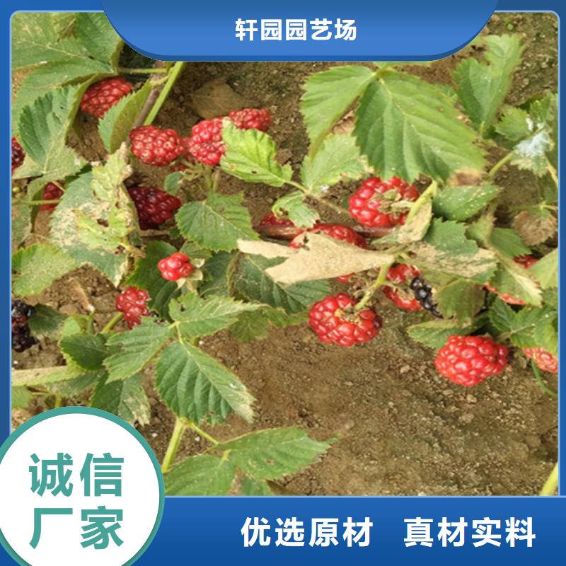 樹莓蘋果苗做工精細