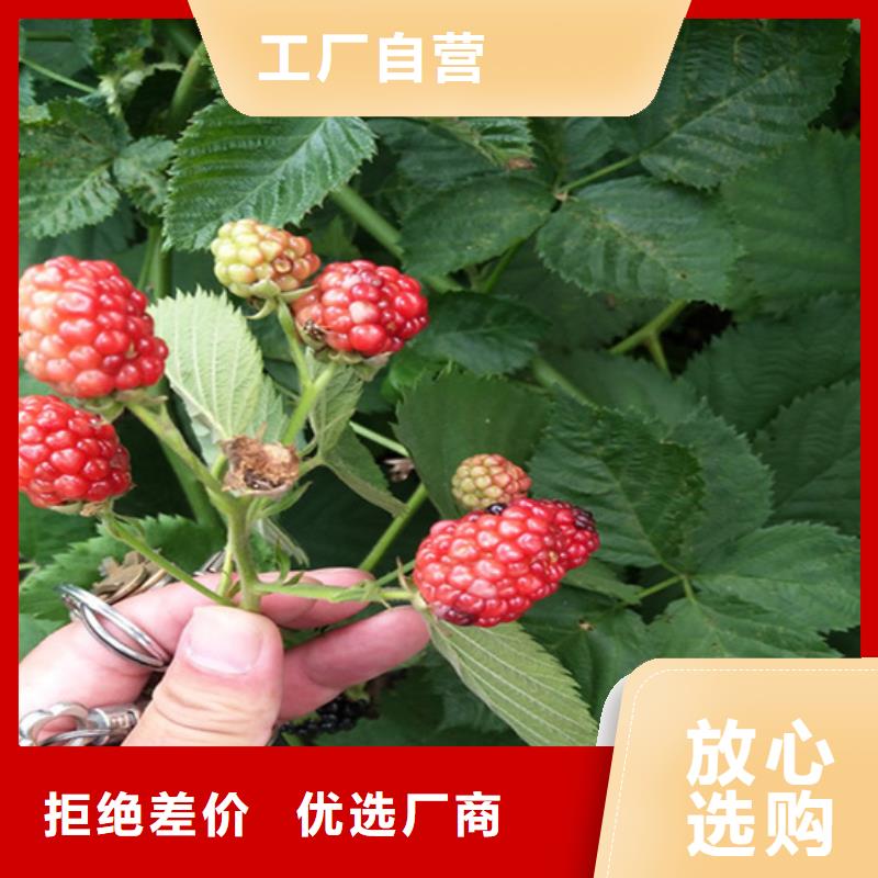 【樹莓梨樹苗產地工廠】