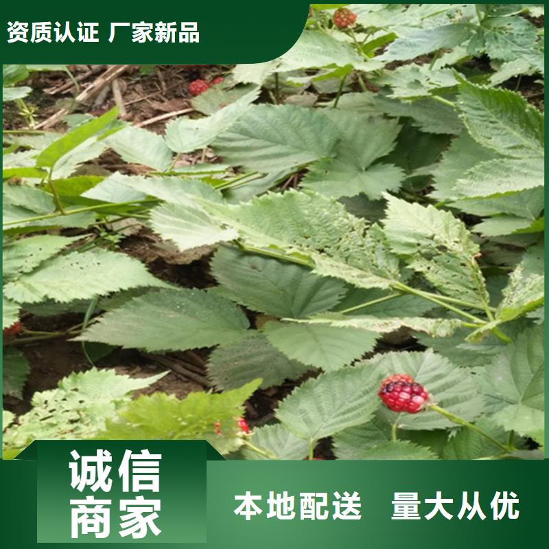 樹莓桃樹苗一手價格