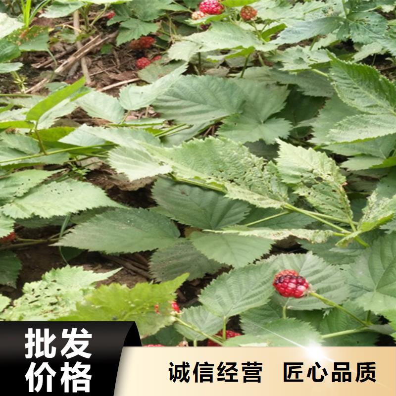 樹莓_奶油草莓做工精細