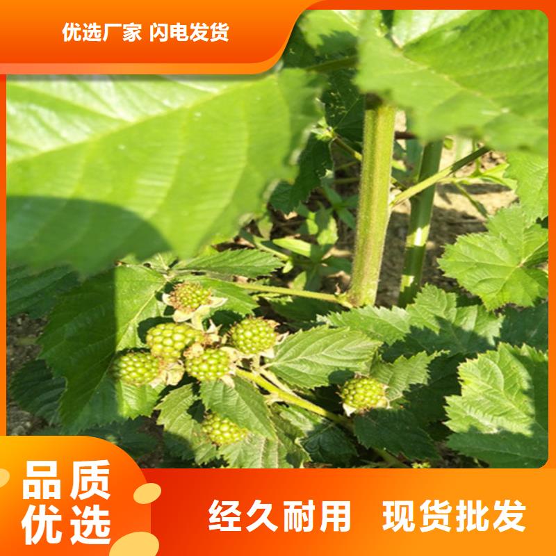 樹莓嘎啦蘋果海量現(xiàn)貨直銷