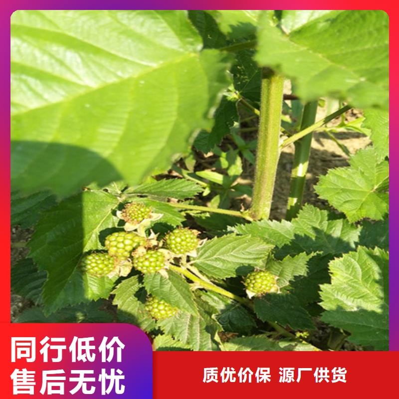 樹莓蘋果苗做工精細