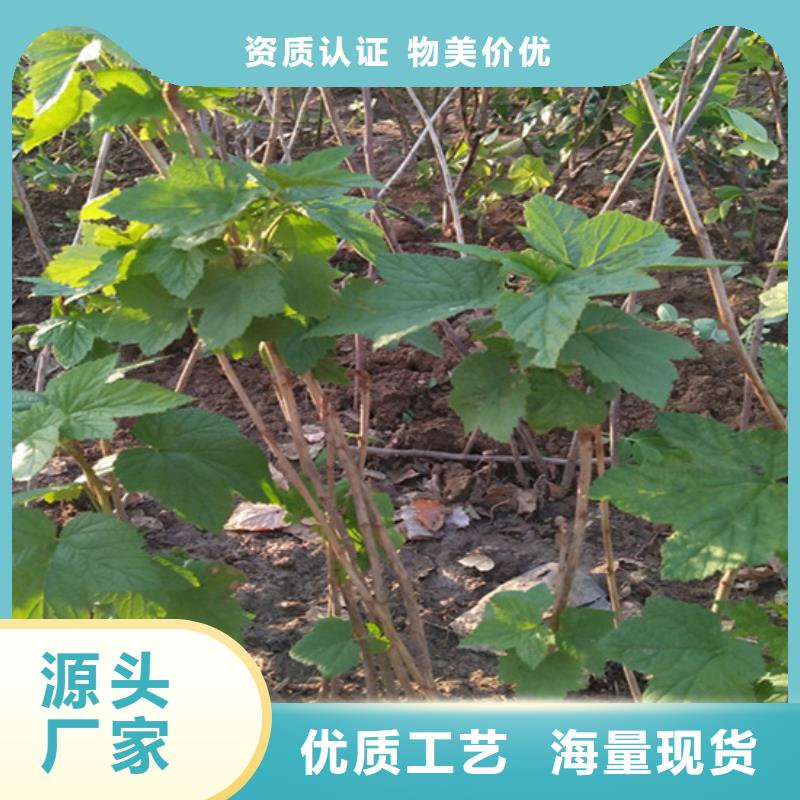 【樹莓石榴樹工廠直營】