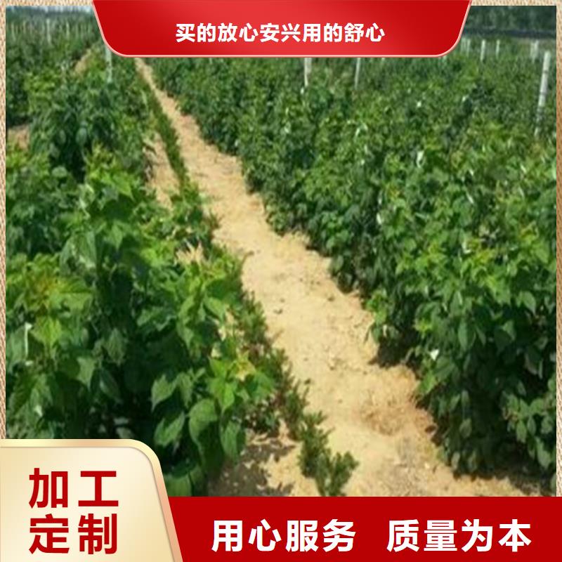 樹莓板栗苗廠家型號齊全