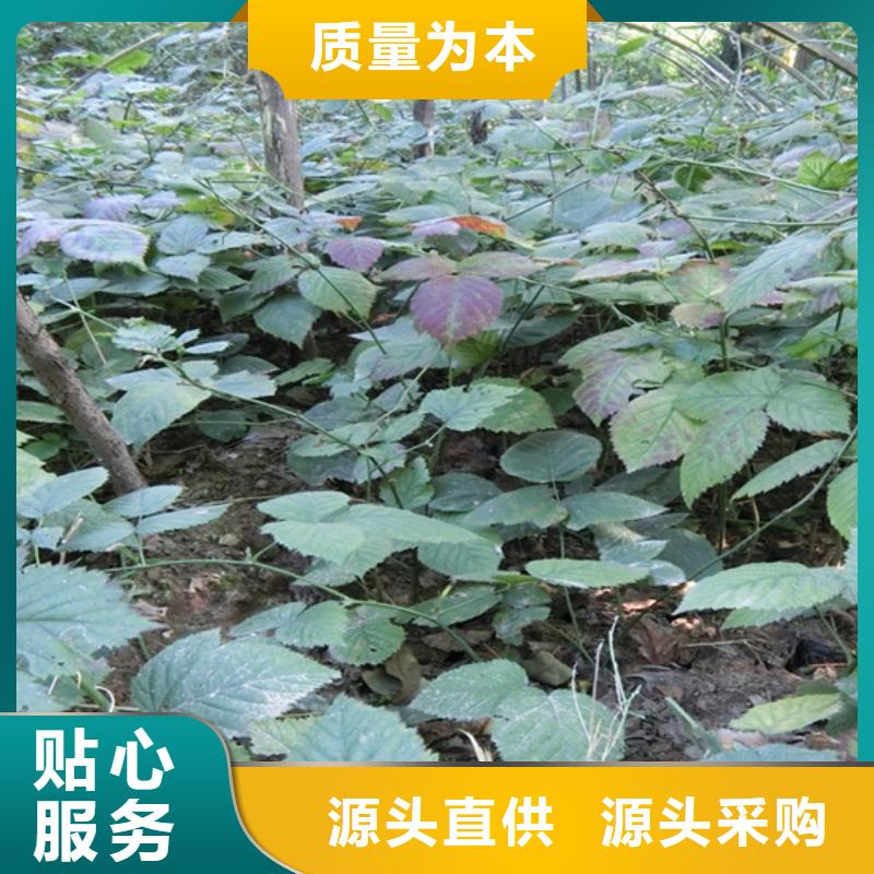 【樹莓石榴樹工廠直營】