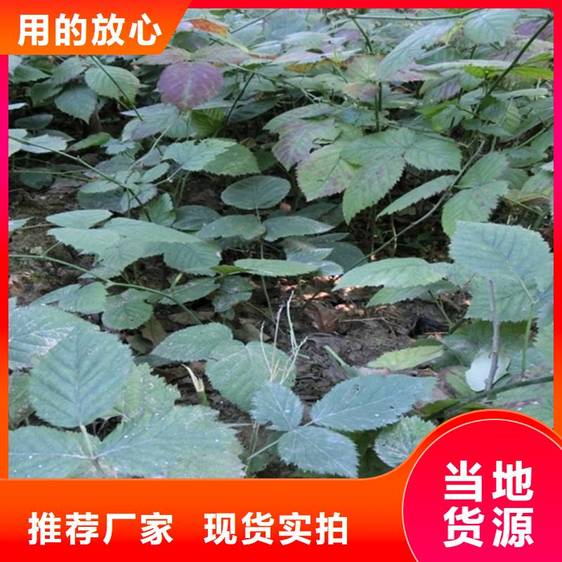 樹莓【藍莓苗】一個起售