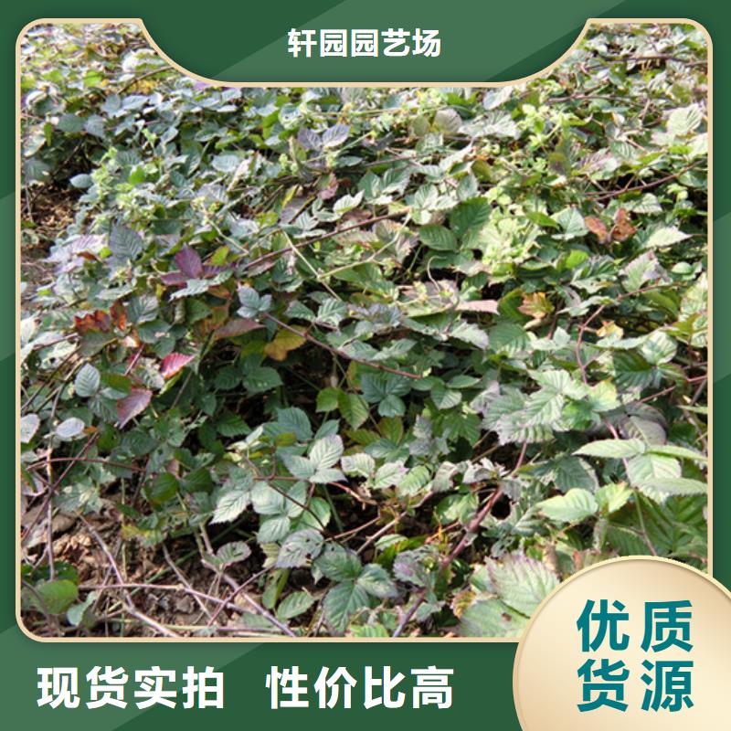 樹莓_奶油草莓做工精細