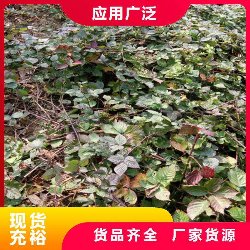 【樹莓】石榴樹廠家大量現貨