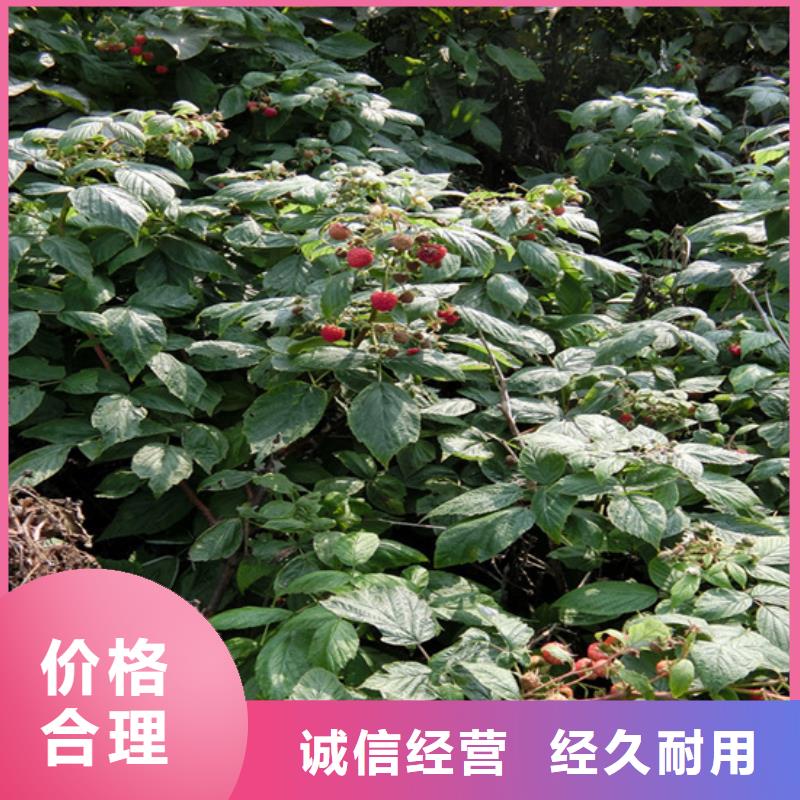 樹(shù)莓櫻桃苗貨源充足
