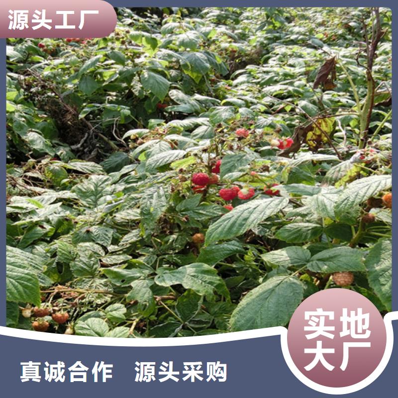 樹莓【藍莓苗】一個起售