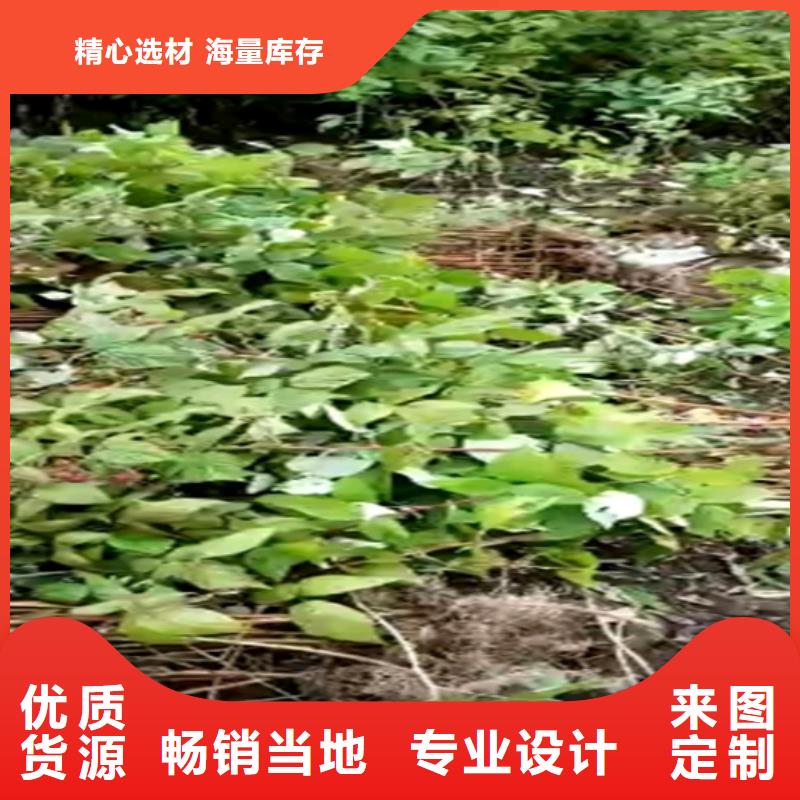 樹莓【藍莓苗】一個起售