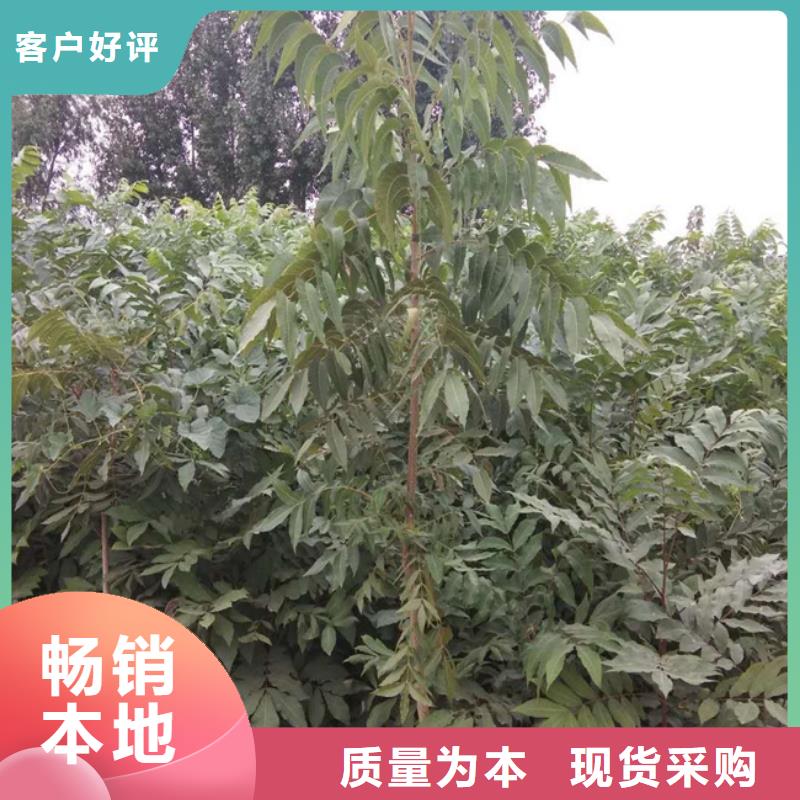 碧根果西瓜苗質量不佳盡管來找我