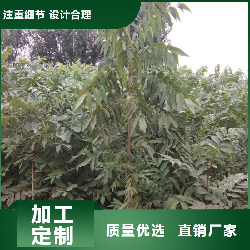 【碧根果蘋果苗定制批發(fā)】