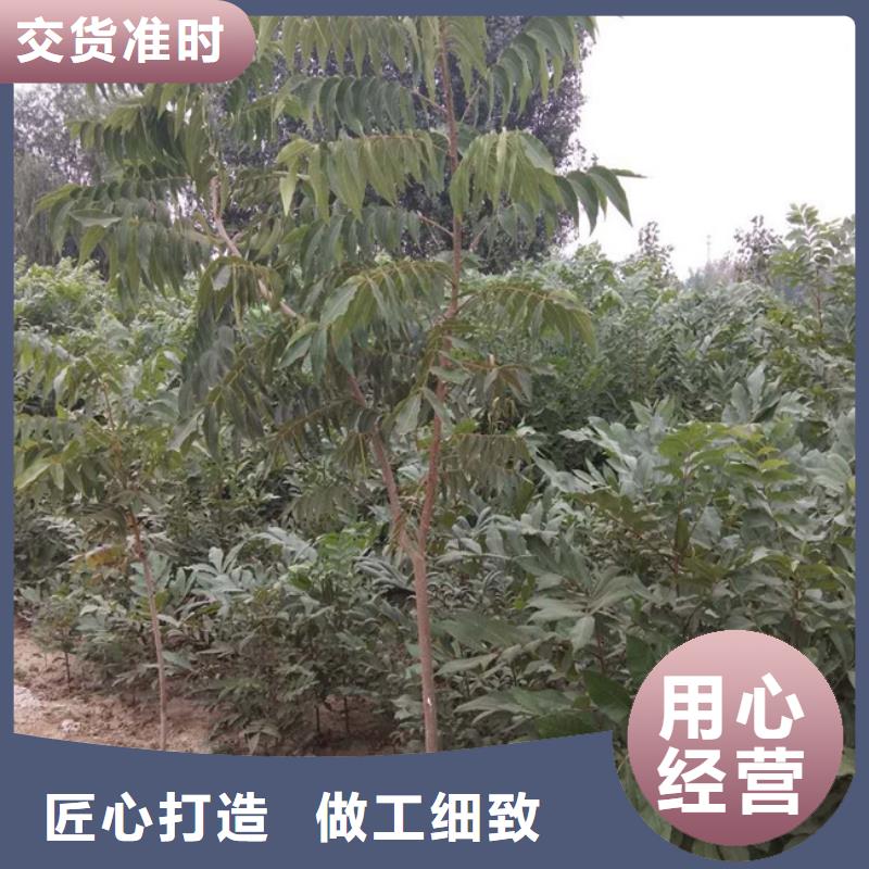 碧根果西瓜苗質(zhì)量不佳盡管來找我