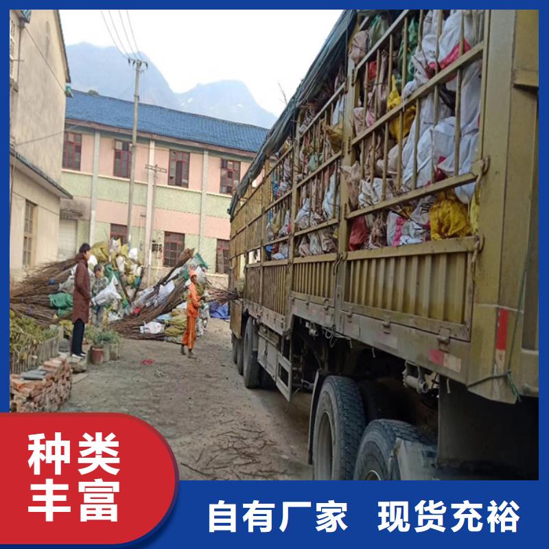 碧根果櫻桃苗誠(chéng)信商家服務(wù)熱情