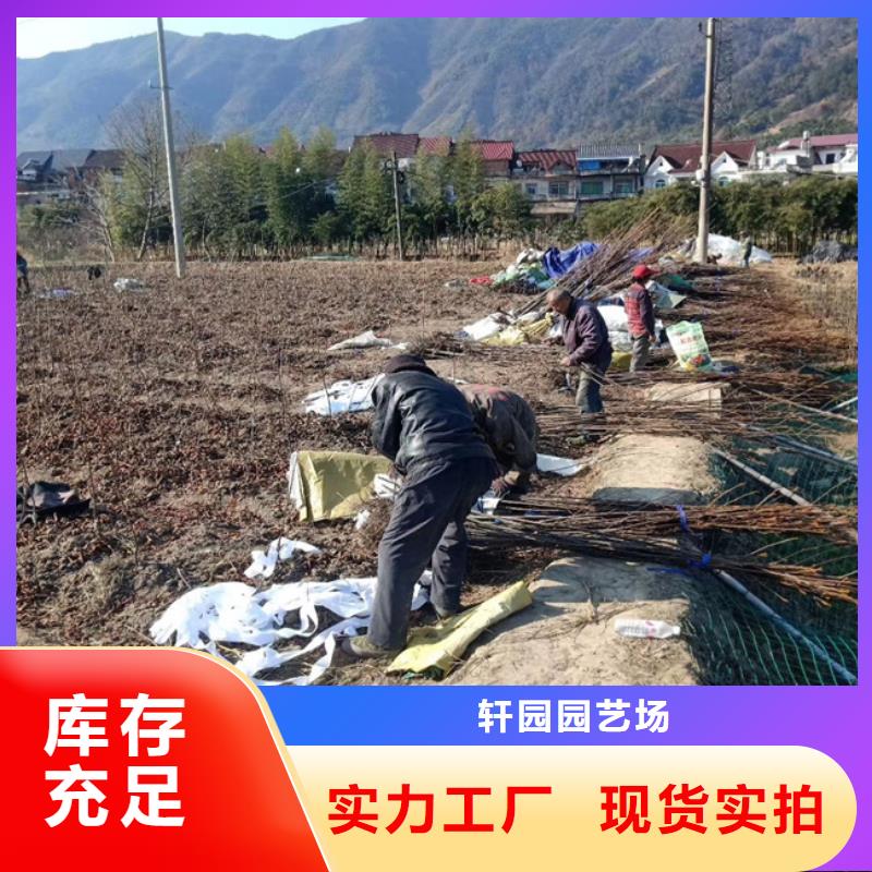 碧根果【樱桃苗】规格齐全实力厂家