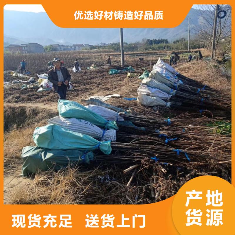 碧根果西瓜苗質量不佳盡管來找我