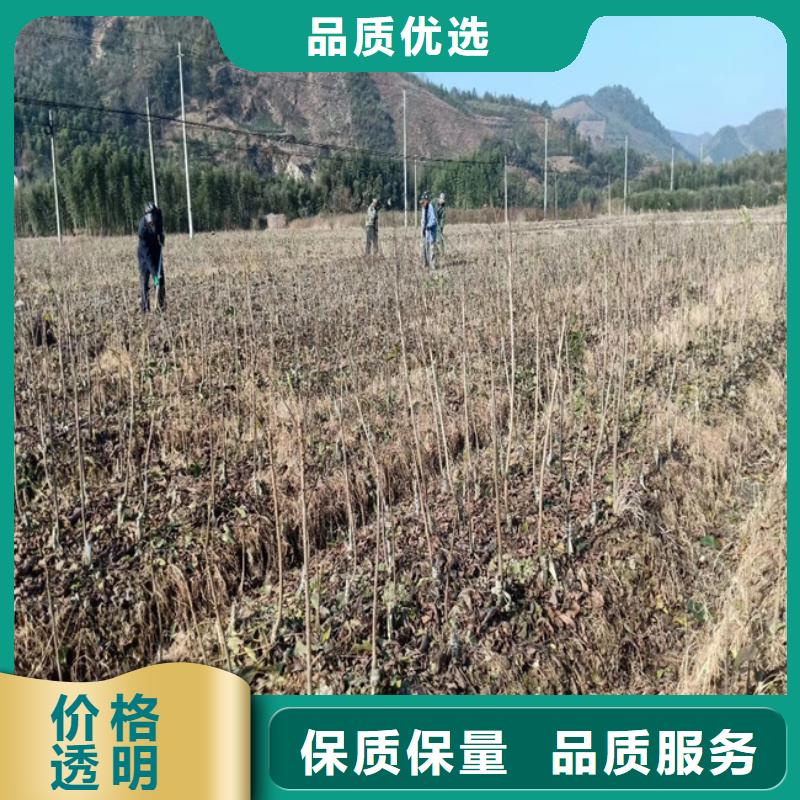 碧根果西瓜苗質量不佳盡管來找我