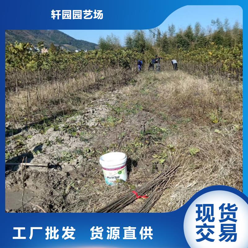 碧根果櫻桃苗誠信商家服務熱情