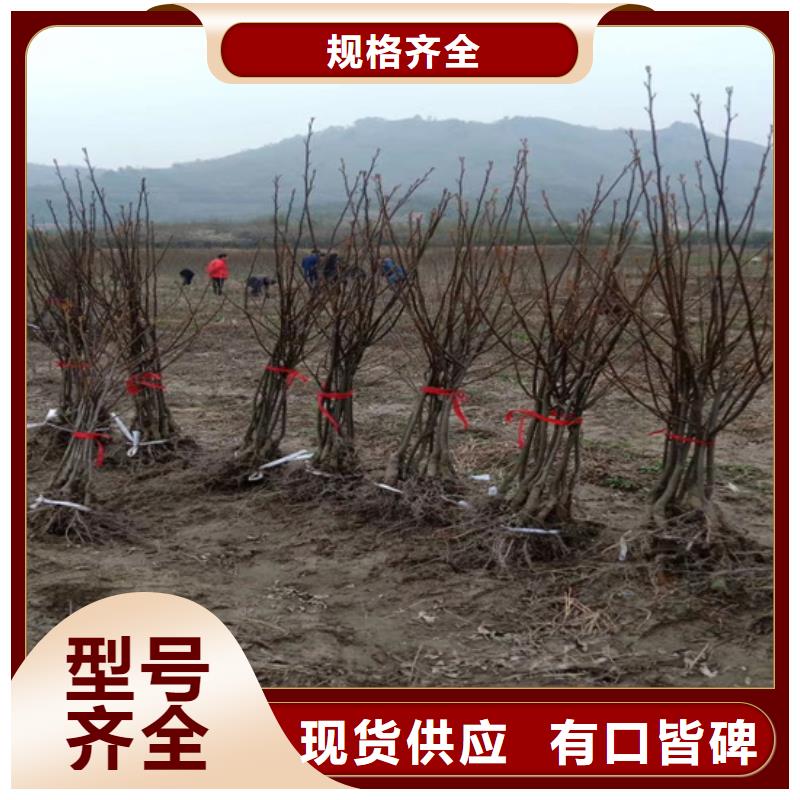 碧根果【藍莓苗】好品質用的放心