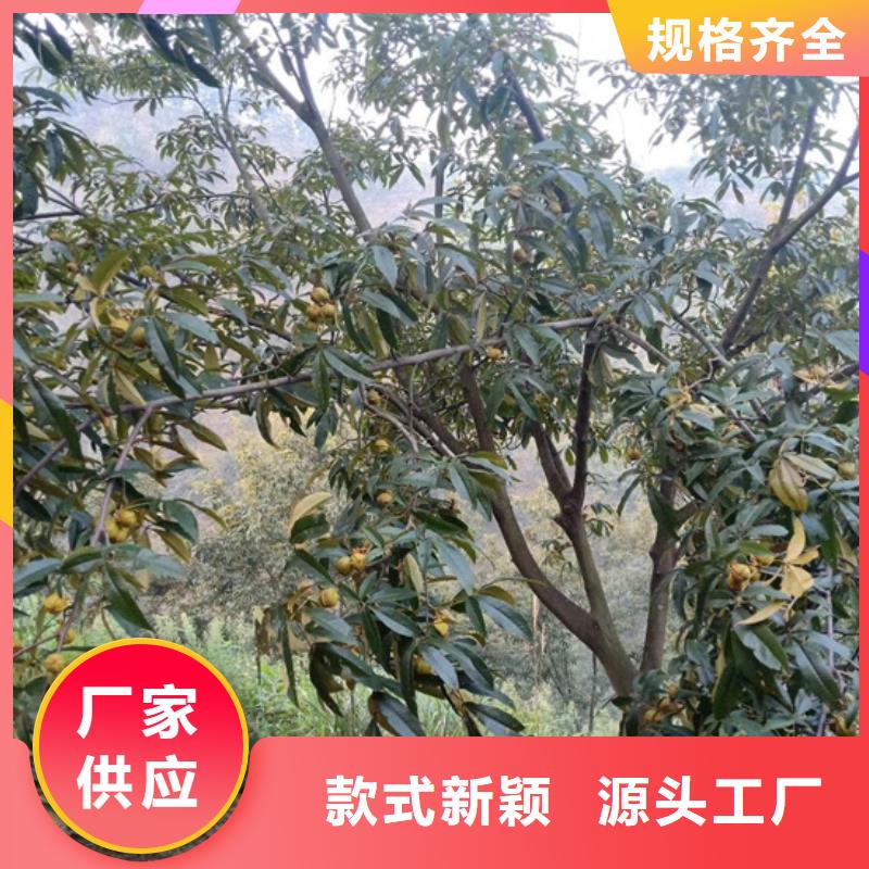 碧根果西瓜苗質(zhì)量不佳盡管來找我