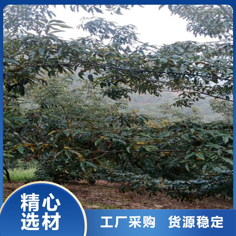 碧根果西瓜苗質(zhì)量不佳盡管來(lái)找我