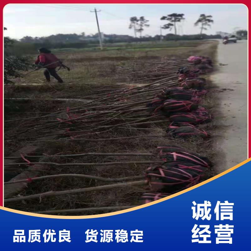 碧根果苹果苗厂家直销大量现货