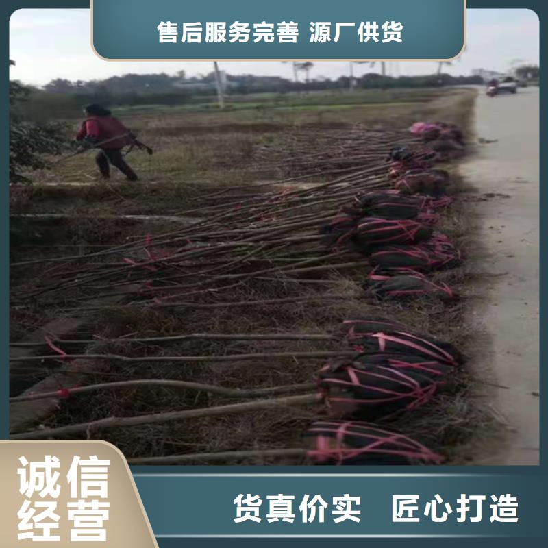 【碧根果_蓝莓苗现货快速采购】