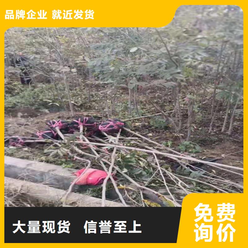 碧根果西瓜苗質(zhì)量不佳盡管來找我