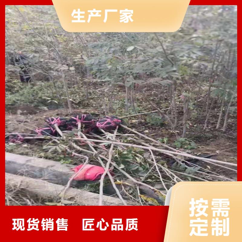 碧根果獼猴桃苗精挑細(xì)選好貨