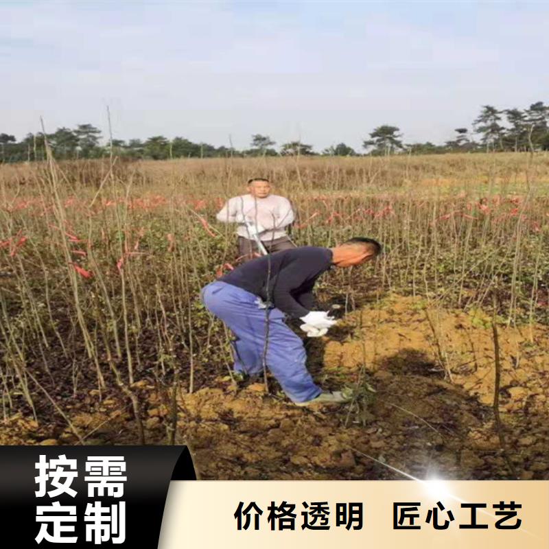 碧根果西瓜苗質量不佳盡管來找我