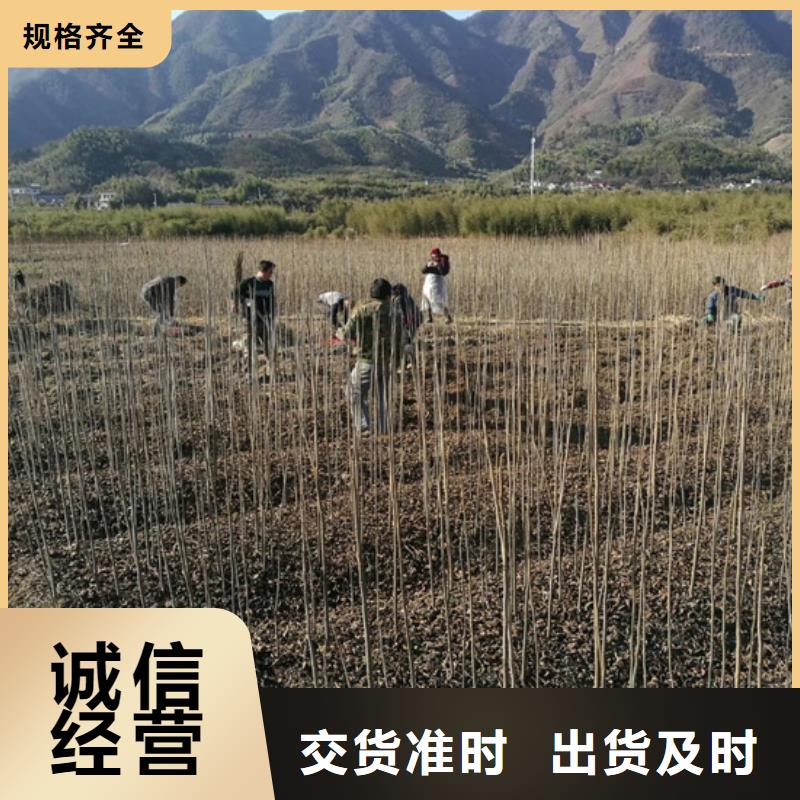 碧根果西瓜苗質(zhì)量不佳盡管來(lái)找我