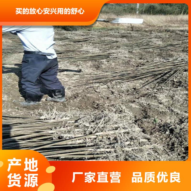 碧根果獼猴桃苗精挑細(xì)選好貨