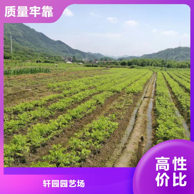 碧根果_蘋果苗制造生產銷售