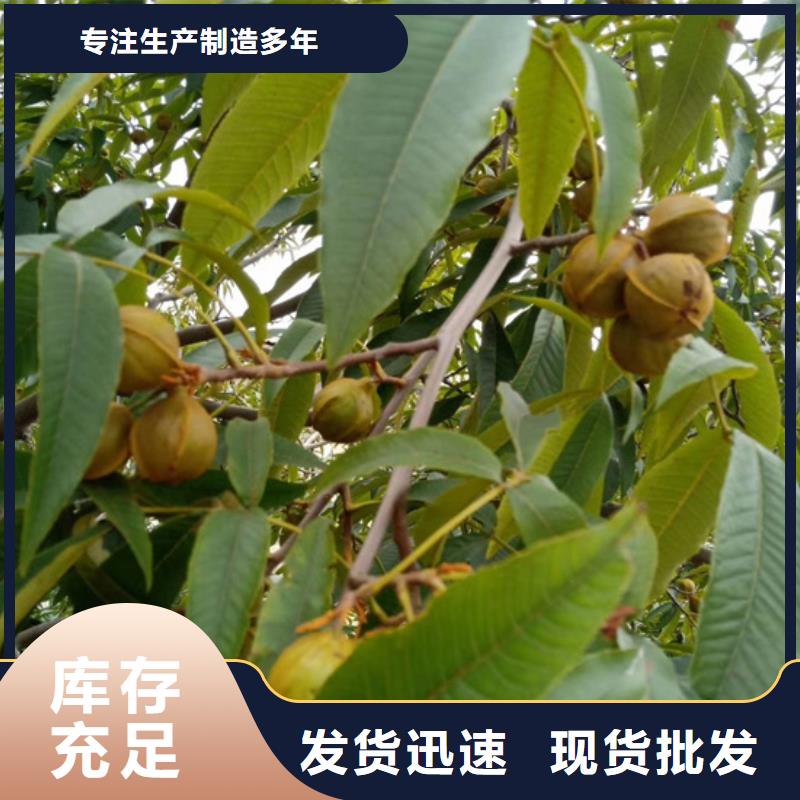 碧根果_石榴樹苗生產(chǎn)型
