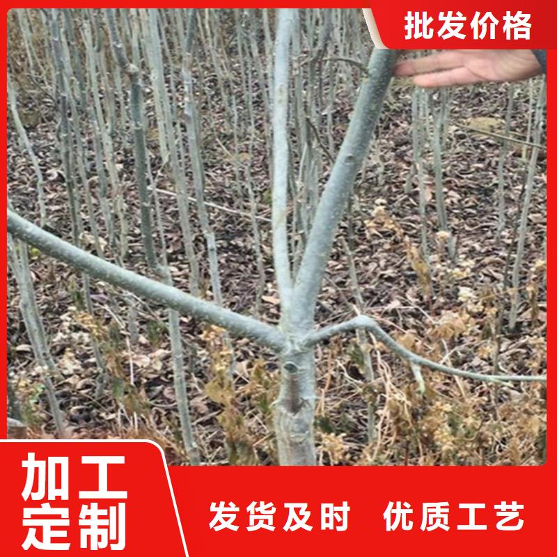 【碧根果】苹果苗质量无忧