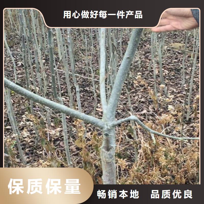碧根果櫻桃苗誠信商家服務熱情