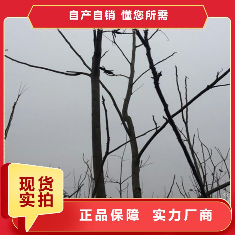 碧根果櫻桃苗誠(chéng)信商家服務(wù)熱情