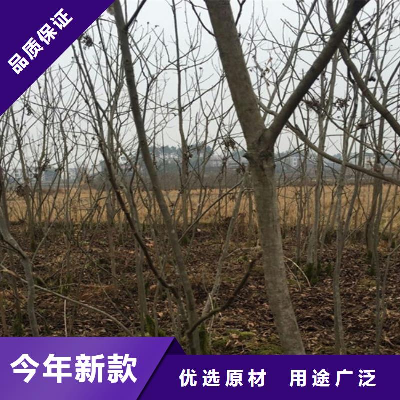 碧根果苹果苗厂家直销大量现货