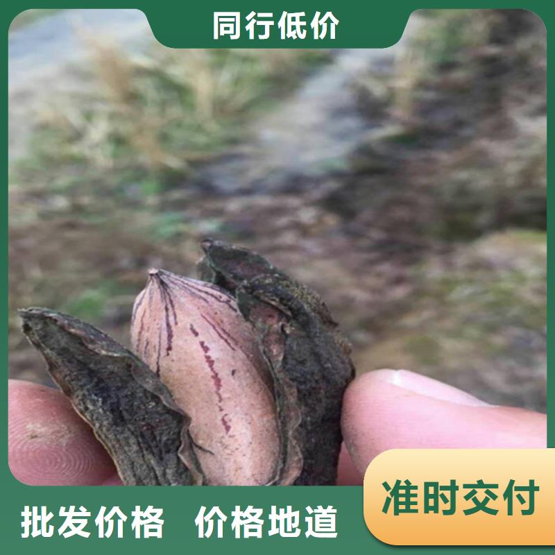 碧根果藍莓苗行業優選