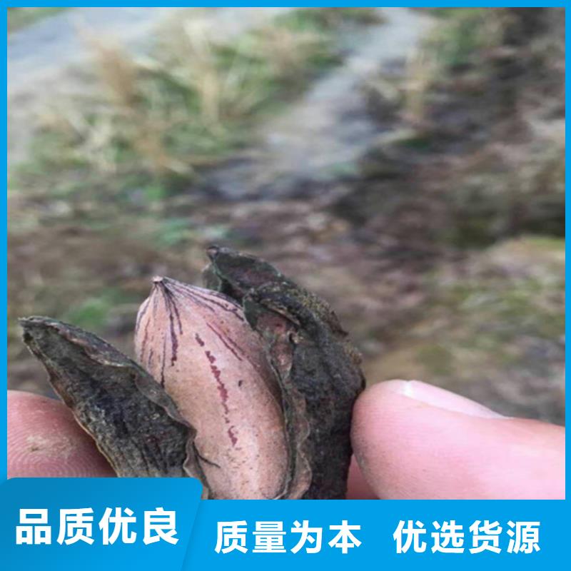 碧根果_蘋果苗制造生產銷售