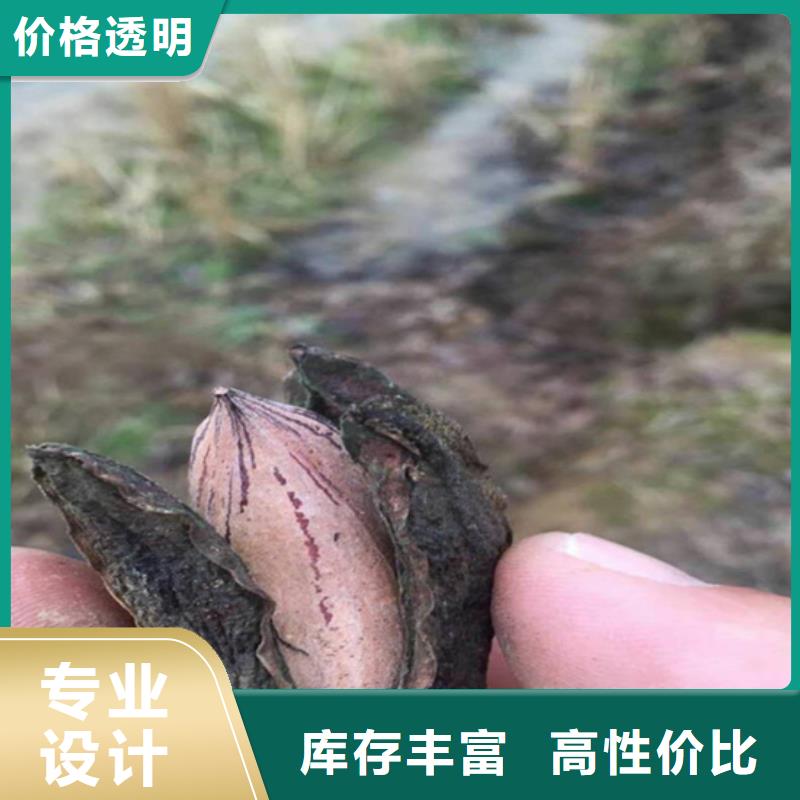 碧根果【苹果苗】品质优选