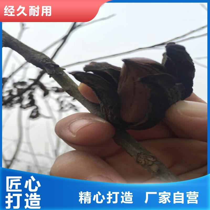 碧根果西瓜苗質量不佳盡管來找我