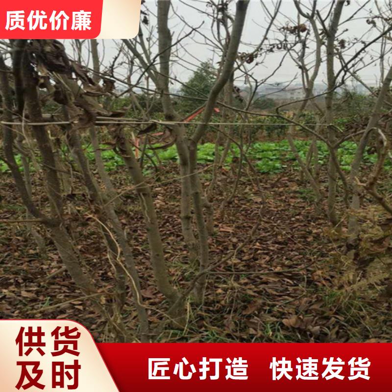 碧根果櫻桃苗誠信商家服務熱情