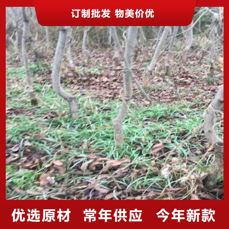 碧根果獼猴桃苗精挑細(xì)選好貨