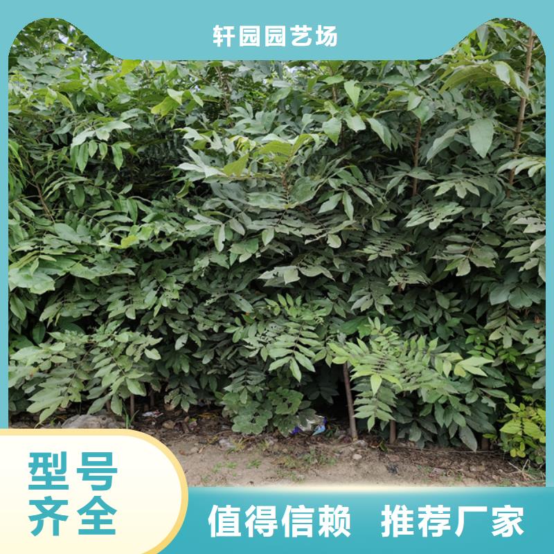 碧根果【藍莓苗】好品質用的放心