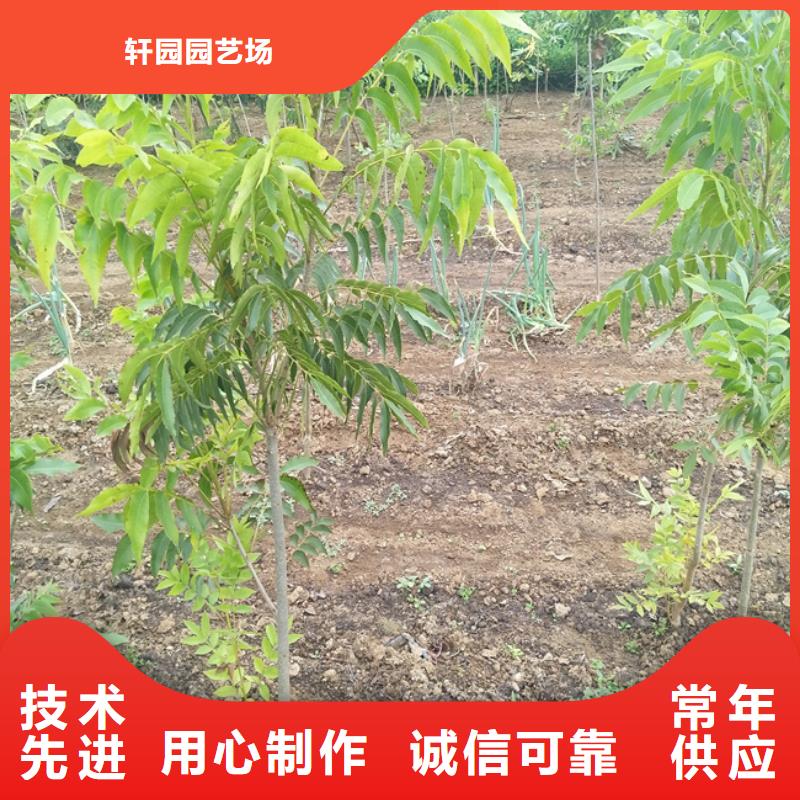 碧根果西瓜苗質(zhì)量不佳盡管來找我