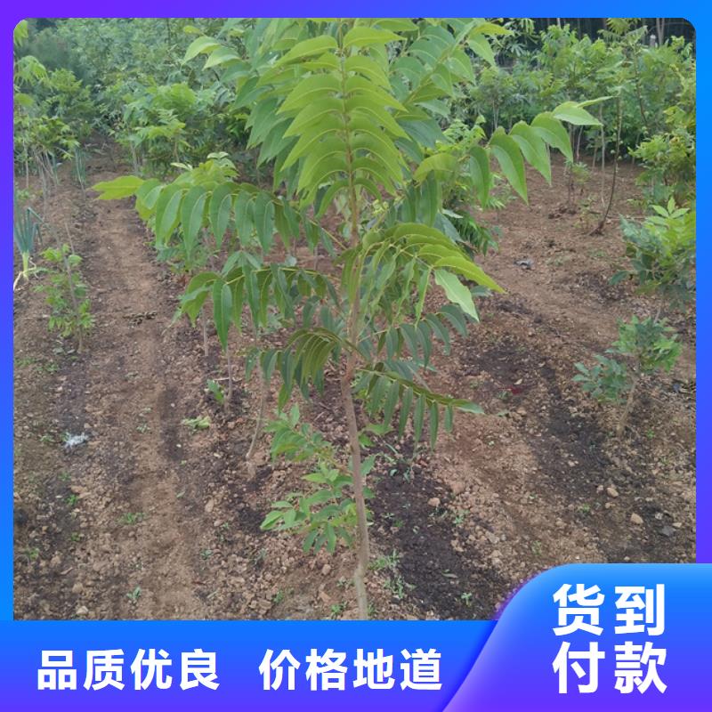 碧根果西瓜苗質(zhì)量不佳盡管來(lái)找我